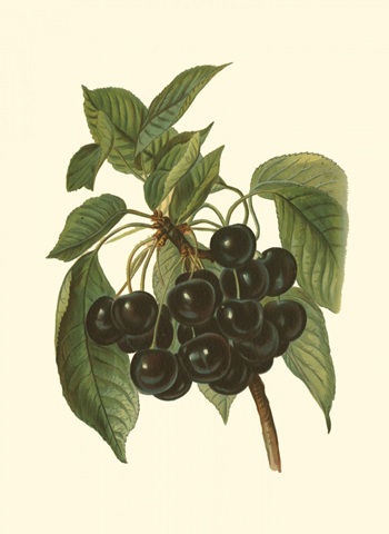 Black Cherries