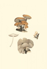 Curtis Mushrooms I