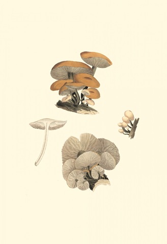 Curtis Mushrooms I
