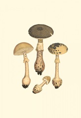 Curtis Mushrooms II