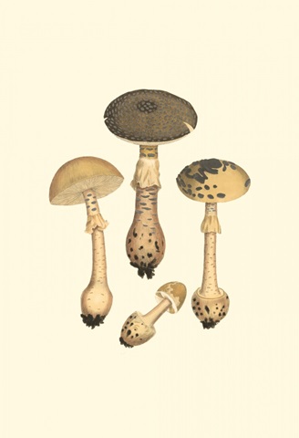 Curtis Mushrooms II