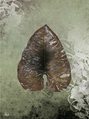 Dry Leaf II
