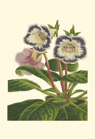 Gloxinia Garden I