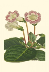 Gloxinia Garden II