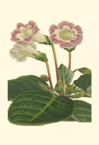 Gloxinia Garden II