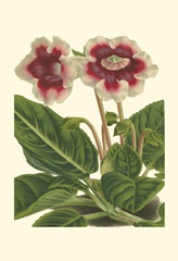 Gloxinia Garden III