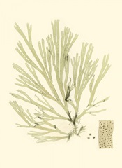 Marine Algae II