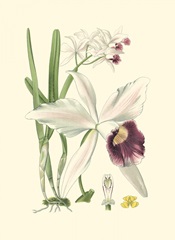 Mini Delicate Orchid II