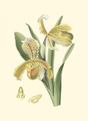 Mini Delicate Orchid IV