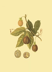 Mini Native Fruits I