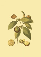 Mini Native Fruits II