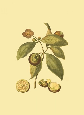 Mini Native Fruits II