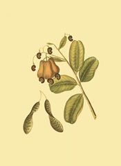 Mini Native Fruits III