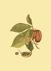 Mini Native Fruits IV