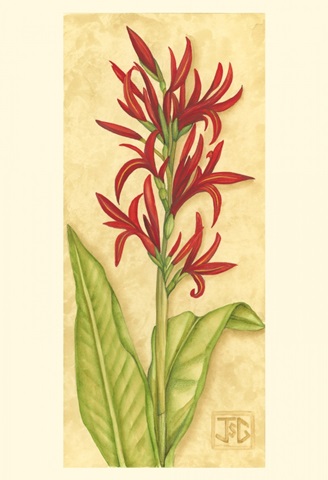 Red Canna