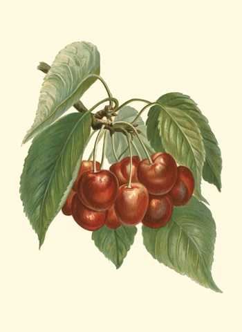 Red Cherries