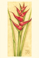 Red Heliconia