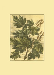 Small Weathered Maple Leaves I