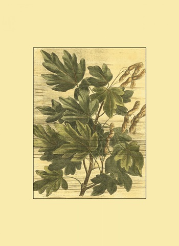 Small Weathered Maple Leaves I