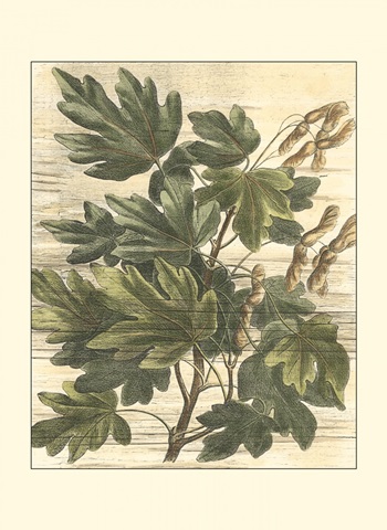 Small Weathered Maple Leaves I