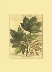 Small Weathered Maple Leaves II