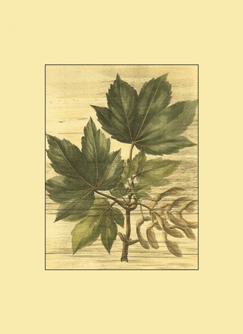 Small Weathered Maple Leaves II