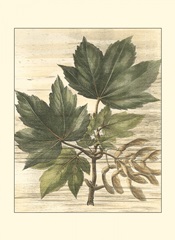 Small Weathered Maple Leaves II