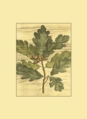 Small Weathered Oak Leaves I