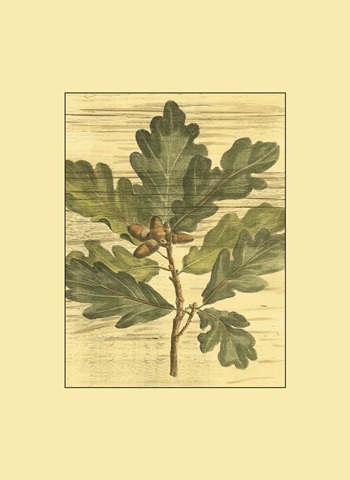 Small Weathered Oak Leaves I