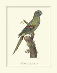 Solstitial Parrakeet