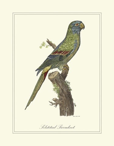 Solstitial Parrakeet