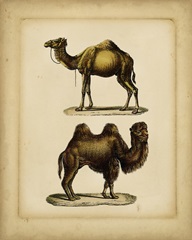 Studies in Natural History II