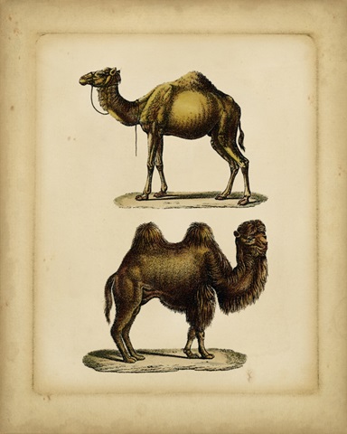 Studies in Natural History II