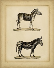 Studies in Natural History IV