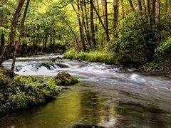 Sunlight on Jake's Creek I