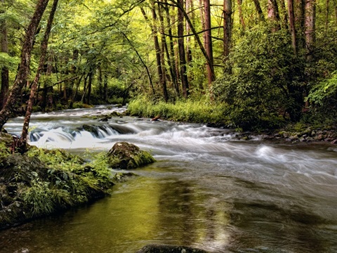 Sunlight on Jake's Creek I