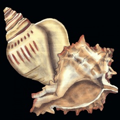 Tandem Shells I