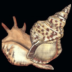 Tandem Shells II