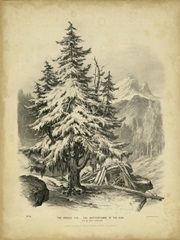 The Spruce