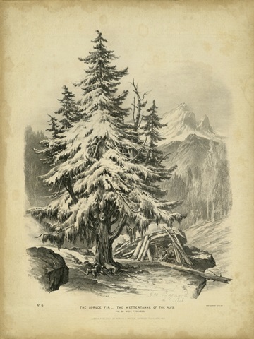 The Spruce