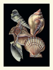 Treasures of the Sea I