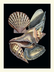 Treasures of the Sea II