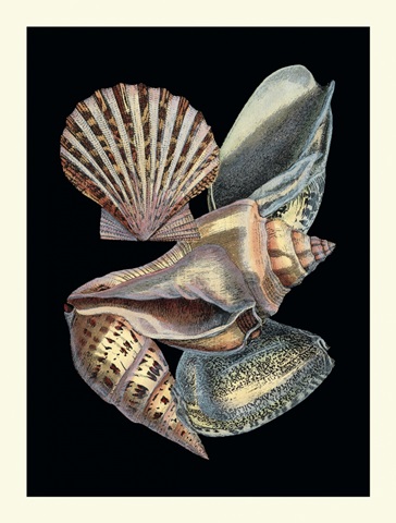 Treasures of the Sea II