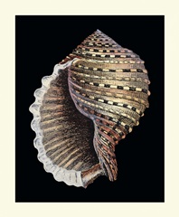 Treasures of the Sea IV