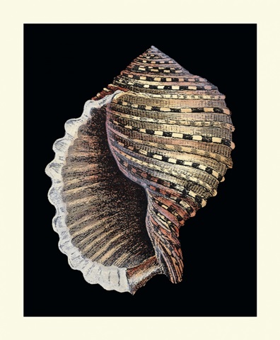 Treasures of the Sea IV