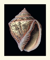 Treasures of the Sea V