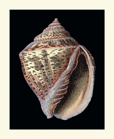 Treasures of the Sea V