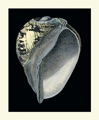 Treasures of the Sea VI