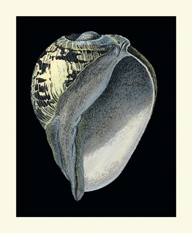 Treasures of the Sea VI