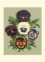 Tricolor Pansies I